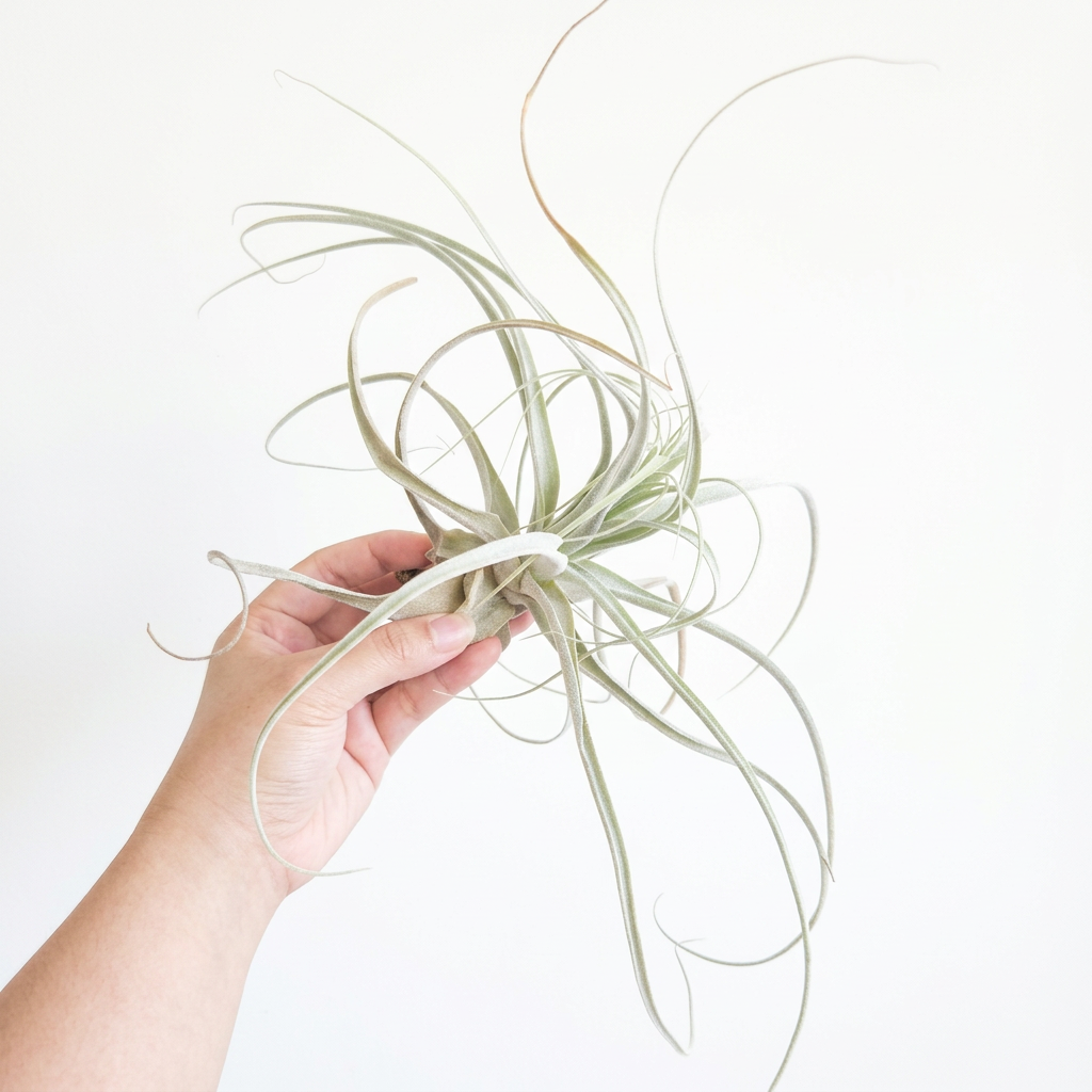 Tillandsia straminea