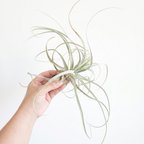 Tillandsia straminea
