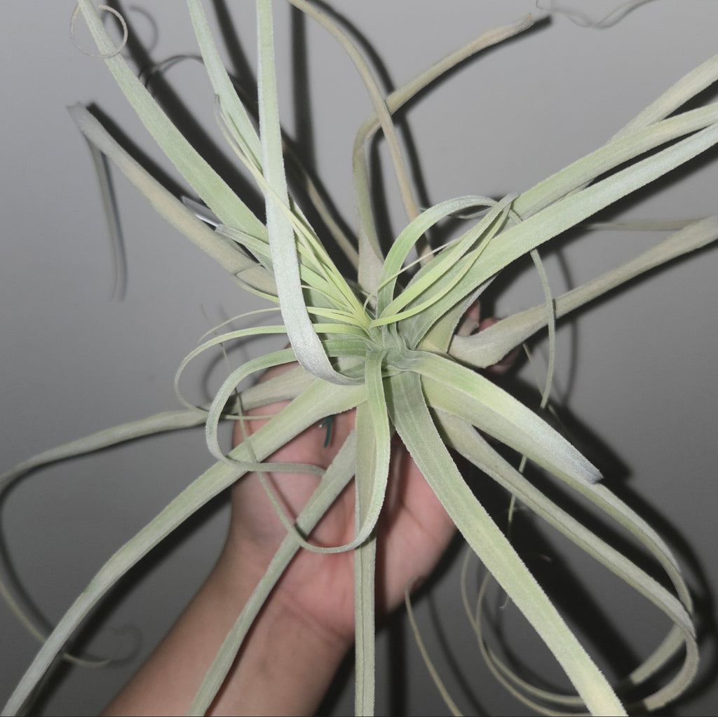 Tillandsia straminea