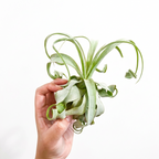 Tillandsia streptophylla (Shirley Temple Air Plant)
