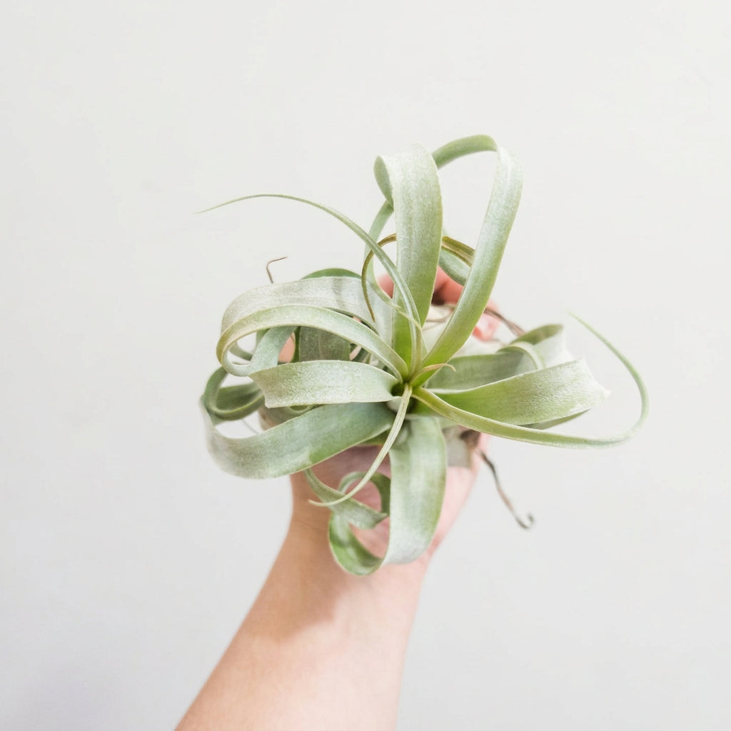 Tillandsia streptophylla (Shirley Temple Air Plant)