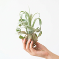 Tillandsia streptophylla (Shirley Temple Air Plant)