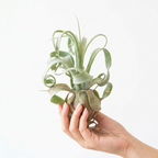 Tillandsia streptophylla (Shirley Temple Air Plant)