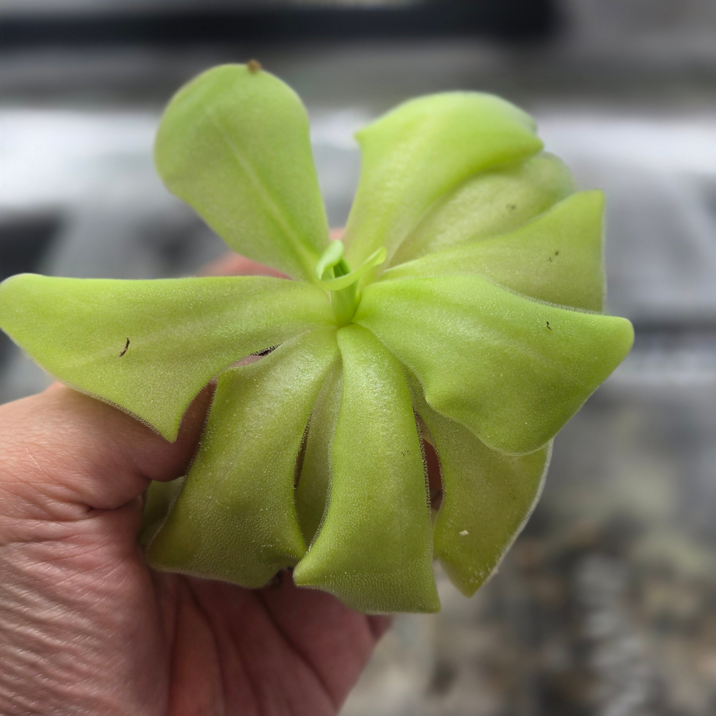 Pinguicula 'Tina'