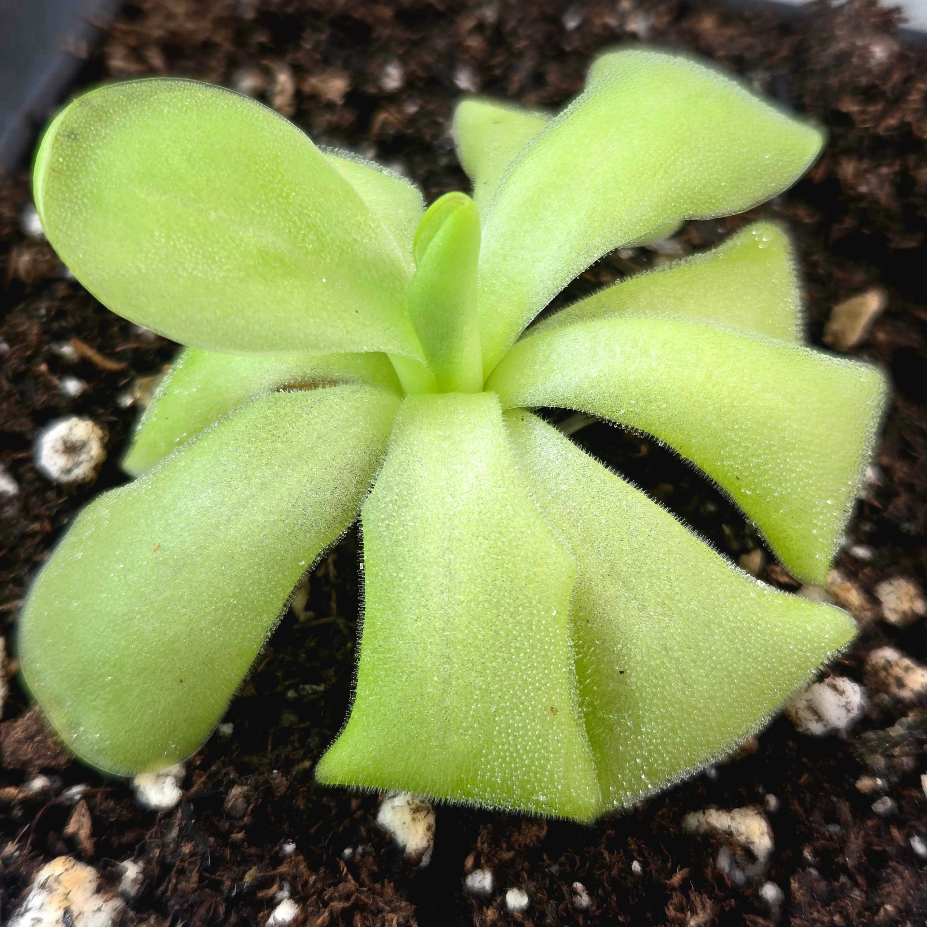 Pinguicula 'Tina'