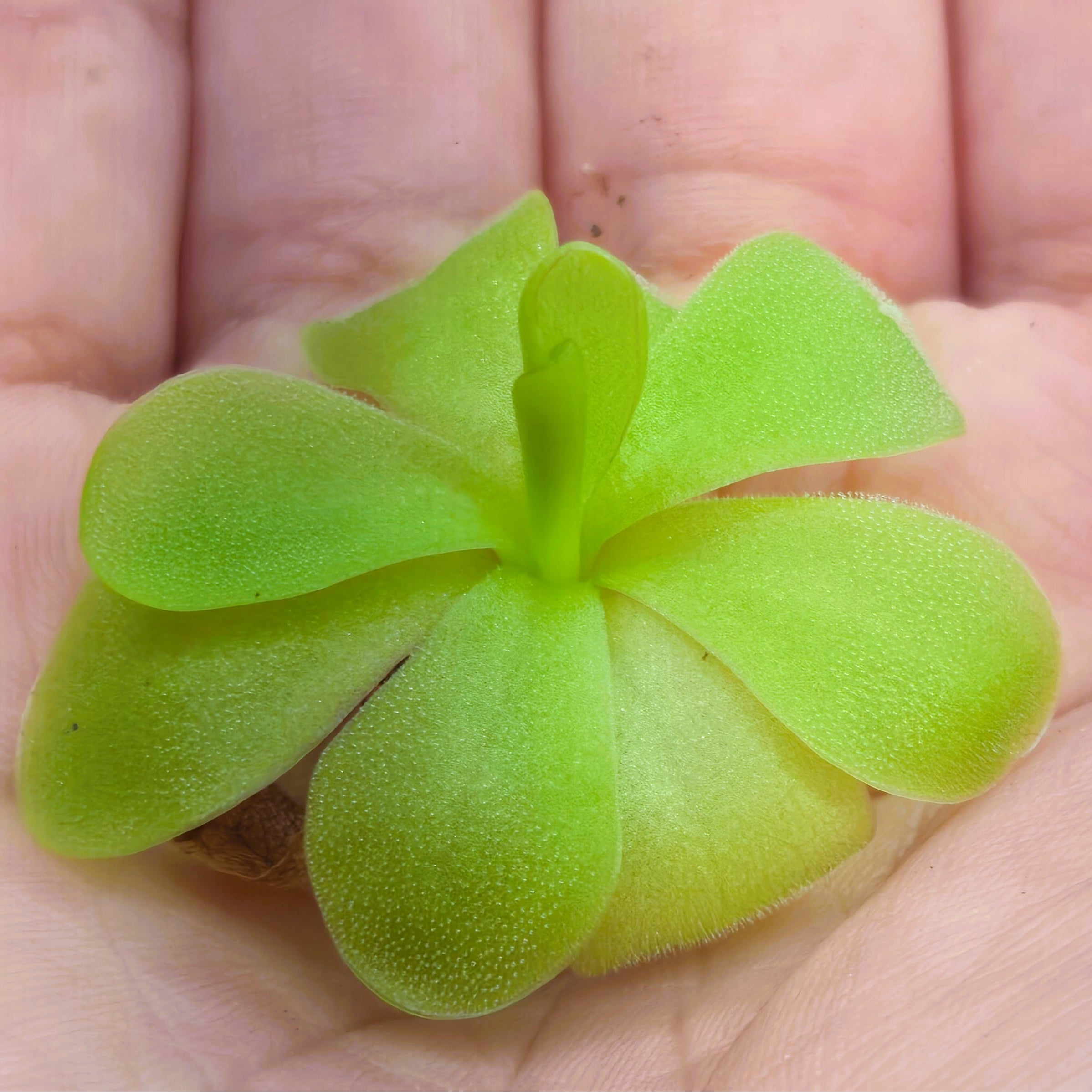 Pinguicula 'Tina'