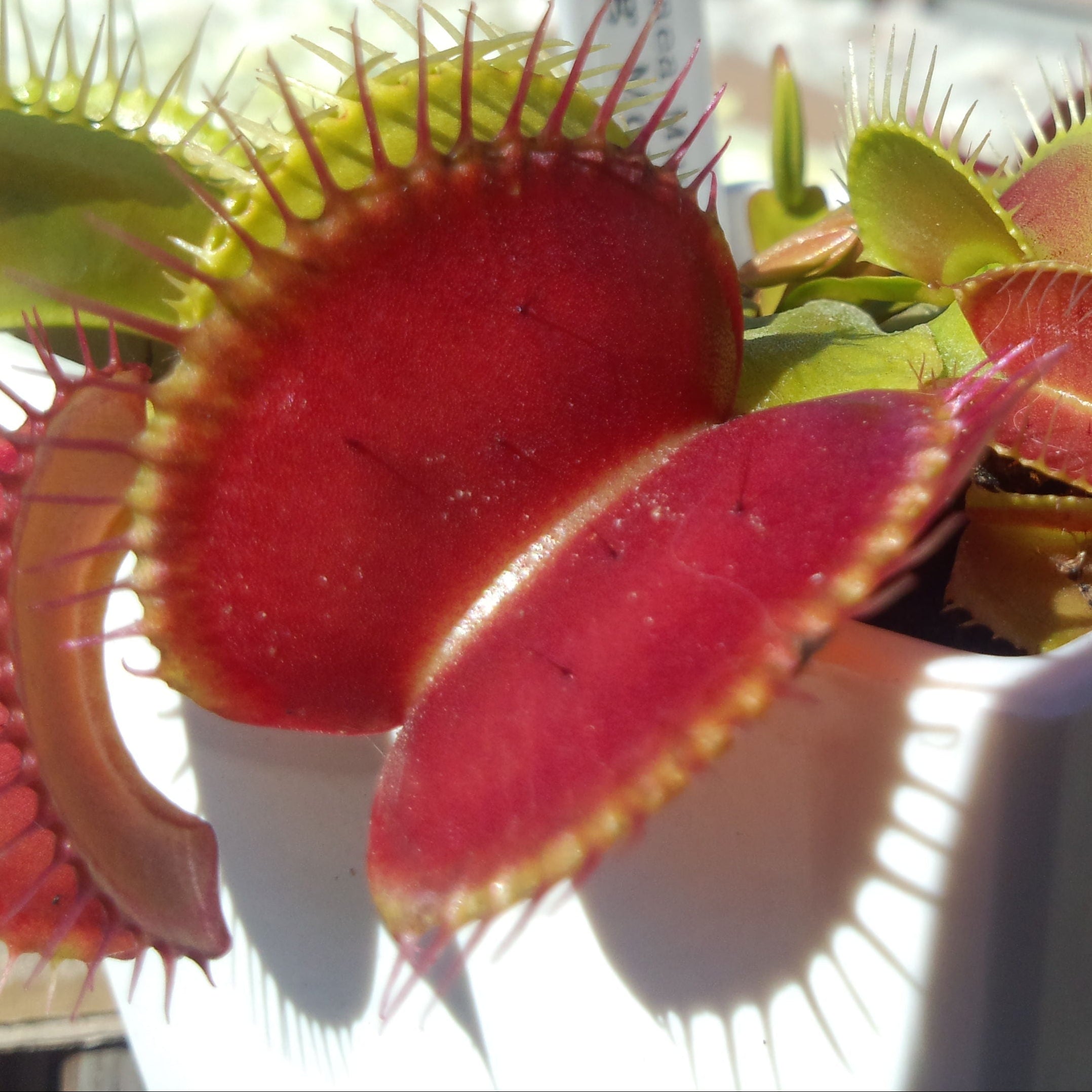 Dionaea muscipula 'Giant Form'
