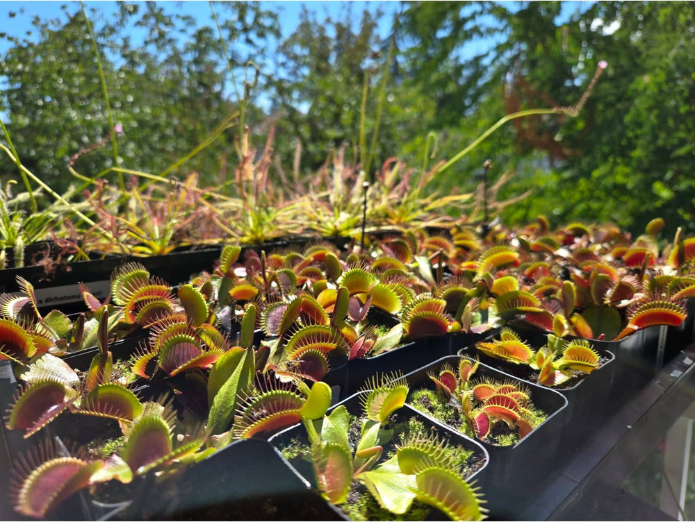 A family-run carnivorous plant nursery in British Columbia