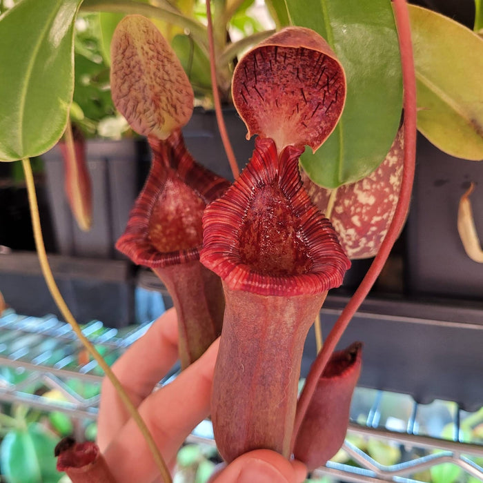 Nepenthes up close