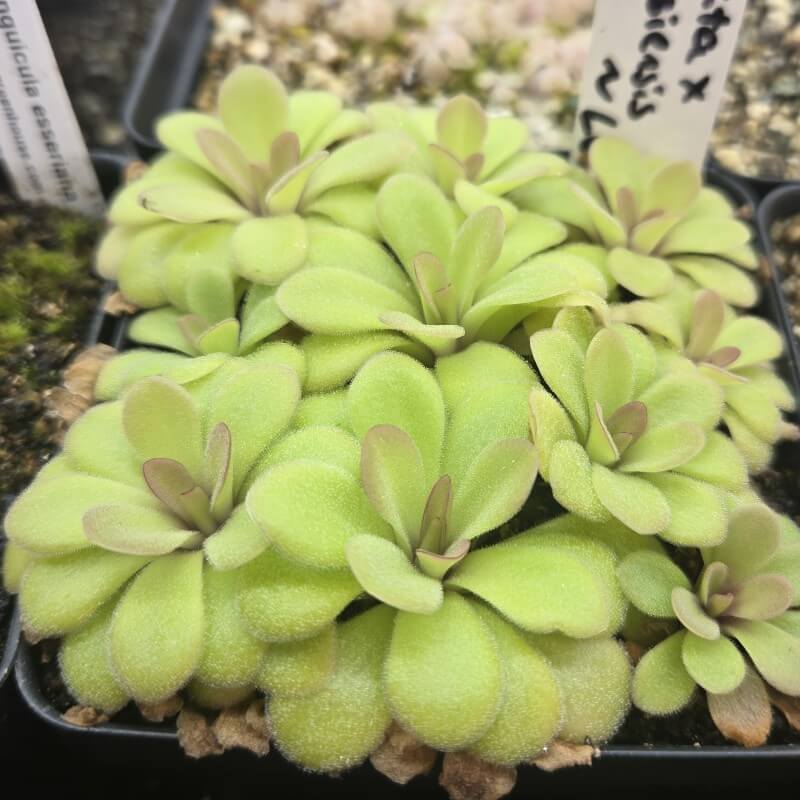 Pinguicula agnata x potosiensis