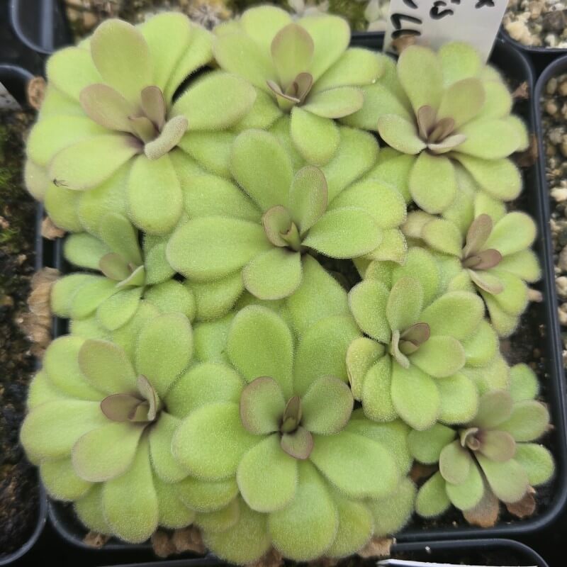 Pinguicula agnata x potosiensis