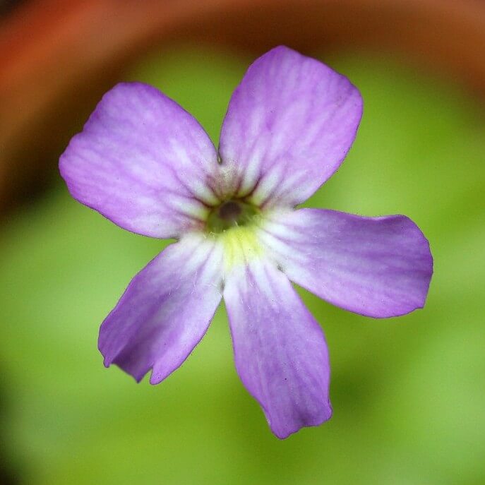 Pinguicula agnata x potosiensis
