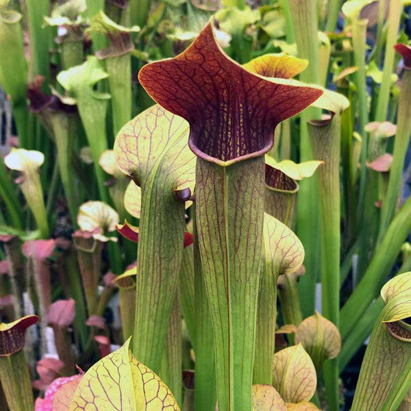 Sarracenia alata 'Red Lid' (Pale Pitcher Plant) - Texas