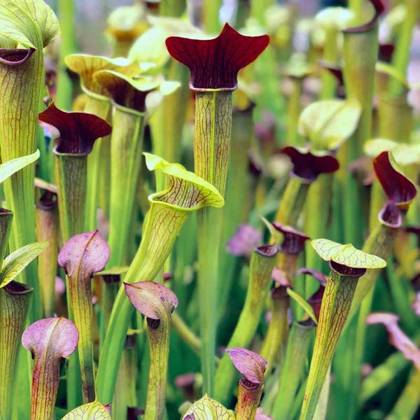Sarracenia alata 'Red Lid' (Pale Pitcher Plant) - Texas