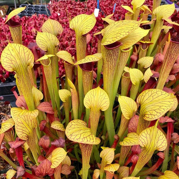 Sarracenia alata 'Red Lid' (Pale Pitcher Plant) - Texas