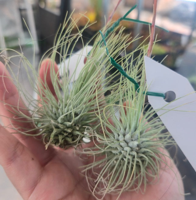 Tillandsia argentea (thin)