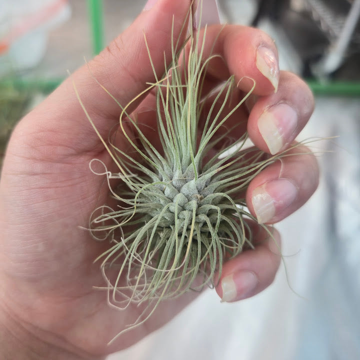 Tillandsia argentea (thin)