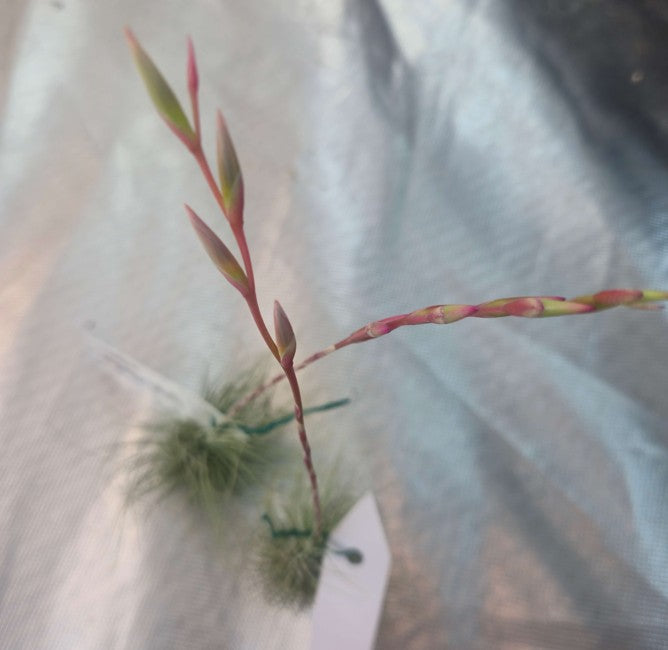 Tillandsia argentea (thin)