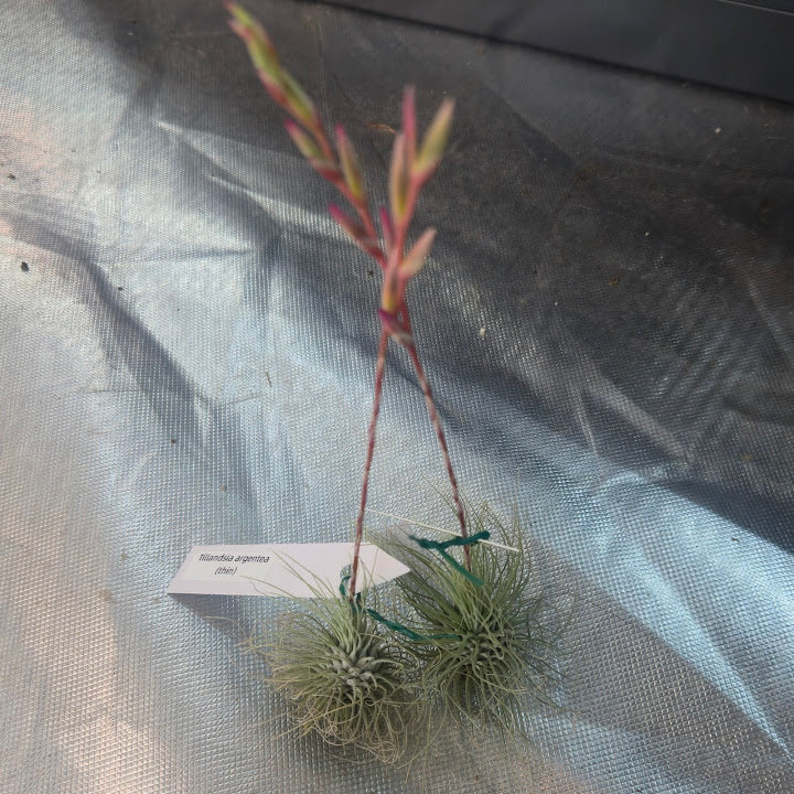 Tillandsia argentea (thin)