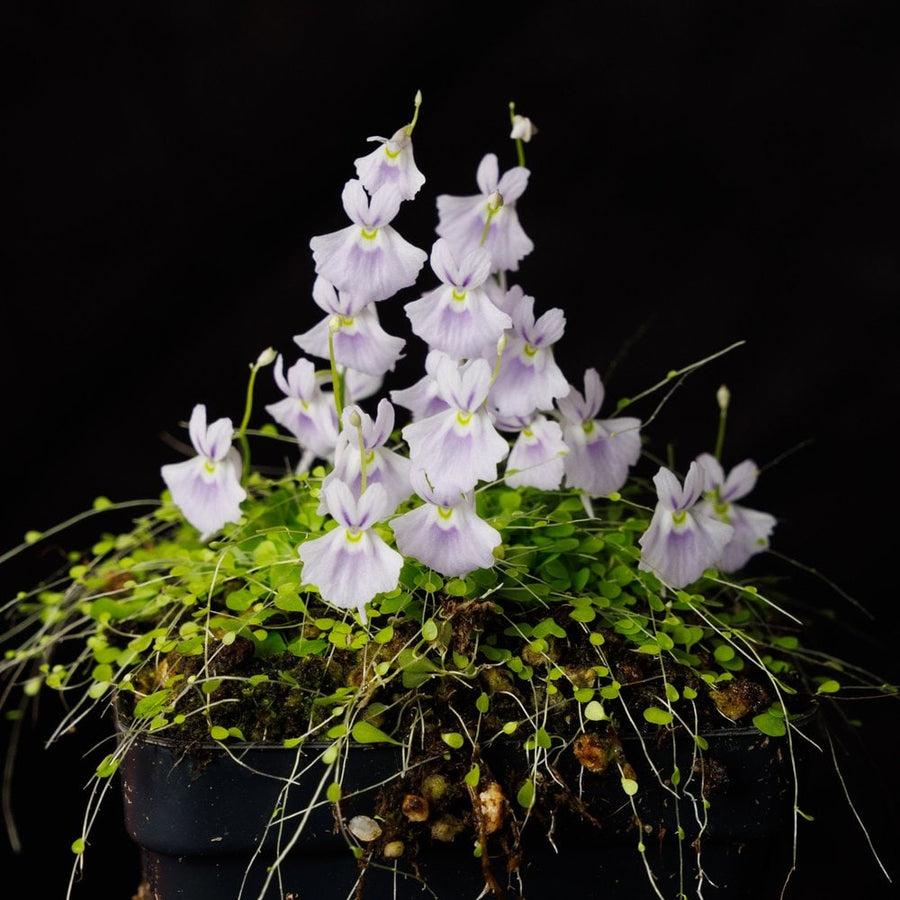 Above ground: A carpet of tiny leaves topped with orchid-like flowers.
