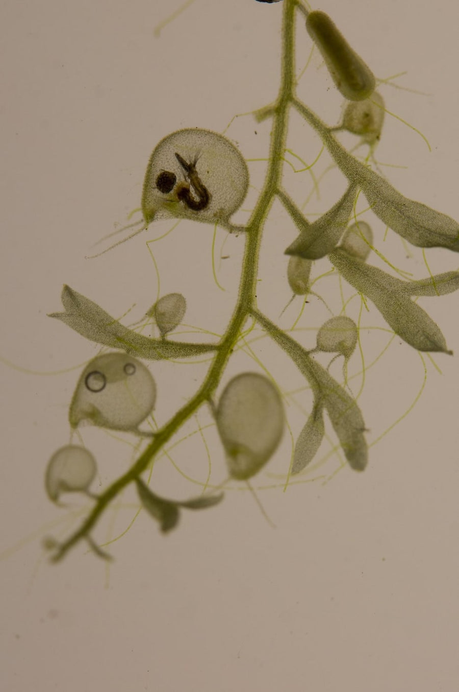 Caught: A tiny larva sucked into a bladder trap in under a millisecond.
