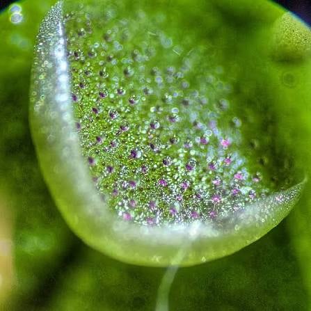 Up close: Tiny glands coat every leaf in the greasy film that gives them their name.
