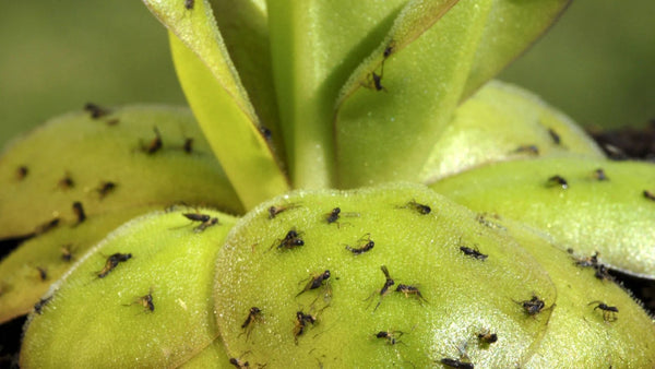 Gnat control (Natural fungus gnat traps)