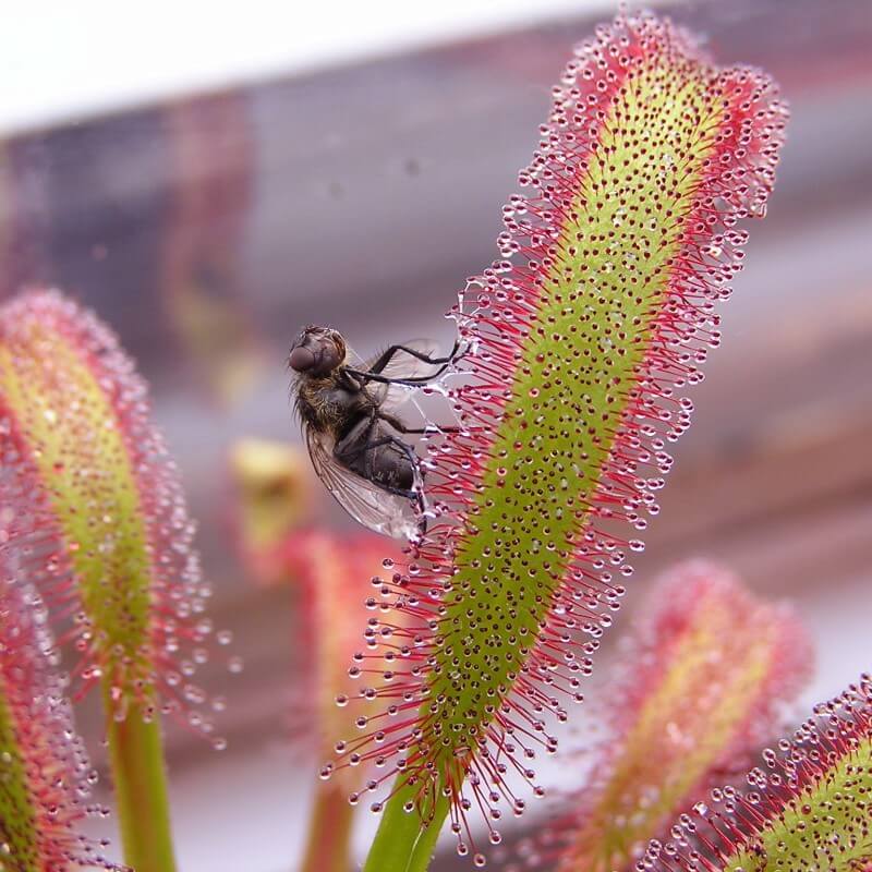 Fly caught on the sticky leaf of a Drosera capensis sundew