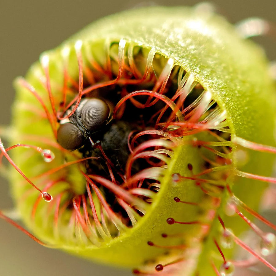 The slow wrap: A cape sundew leaf curling around a trapped fly.