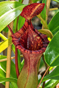 Nepenthes 'Briggsiana' (N. ventricosa x lowii)