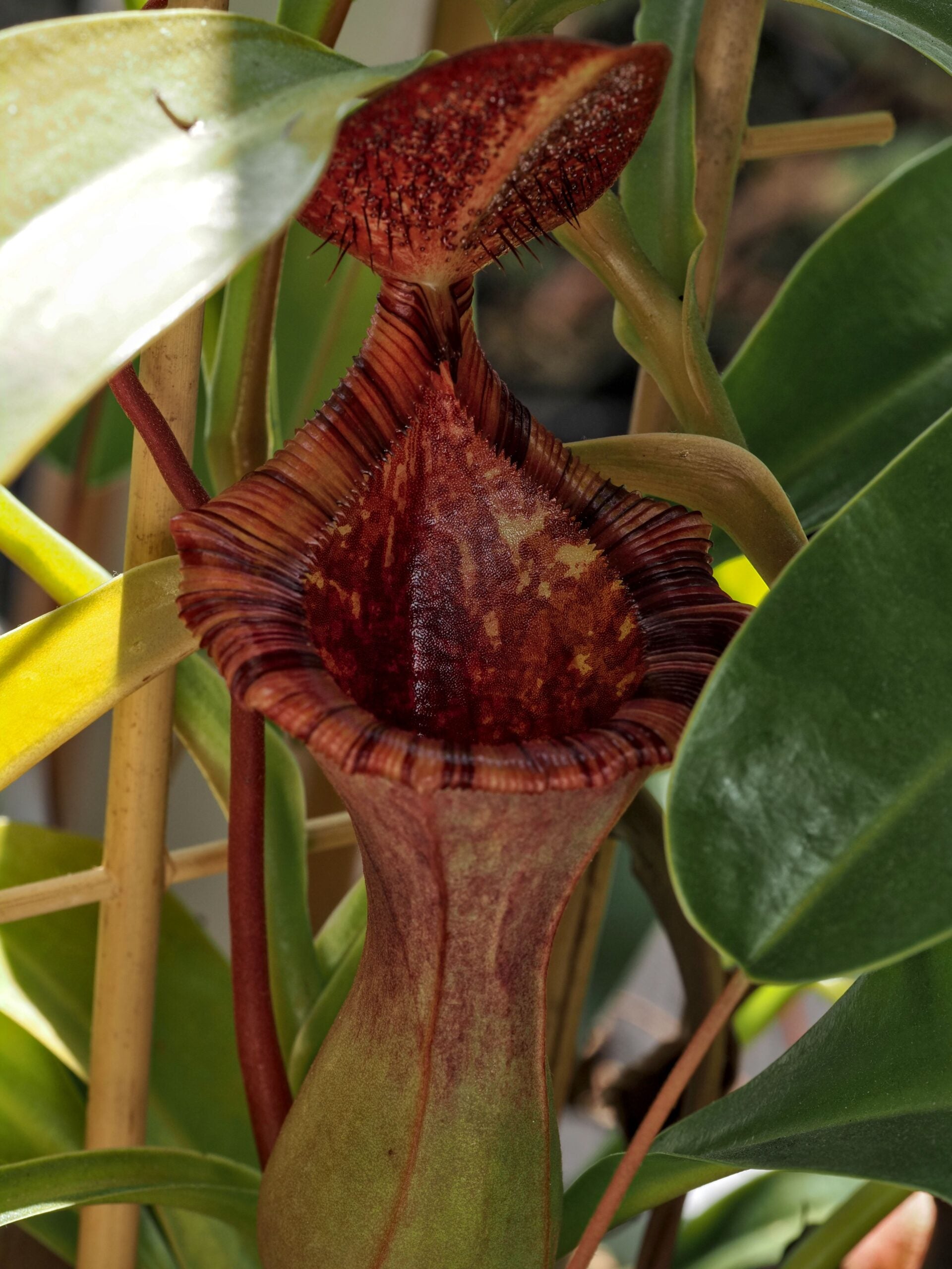 Nepenthes Briggsiana (N. ventricosa x lowii)