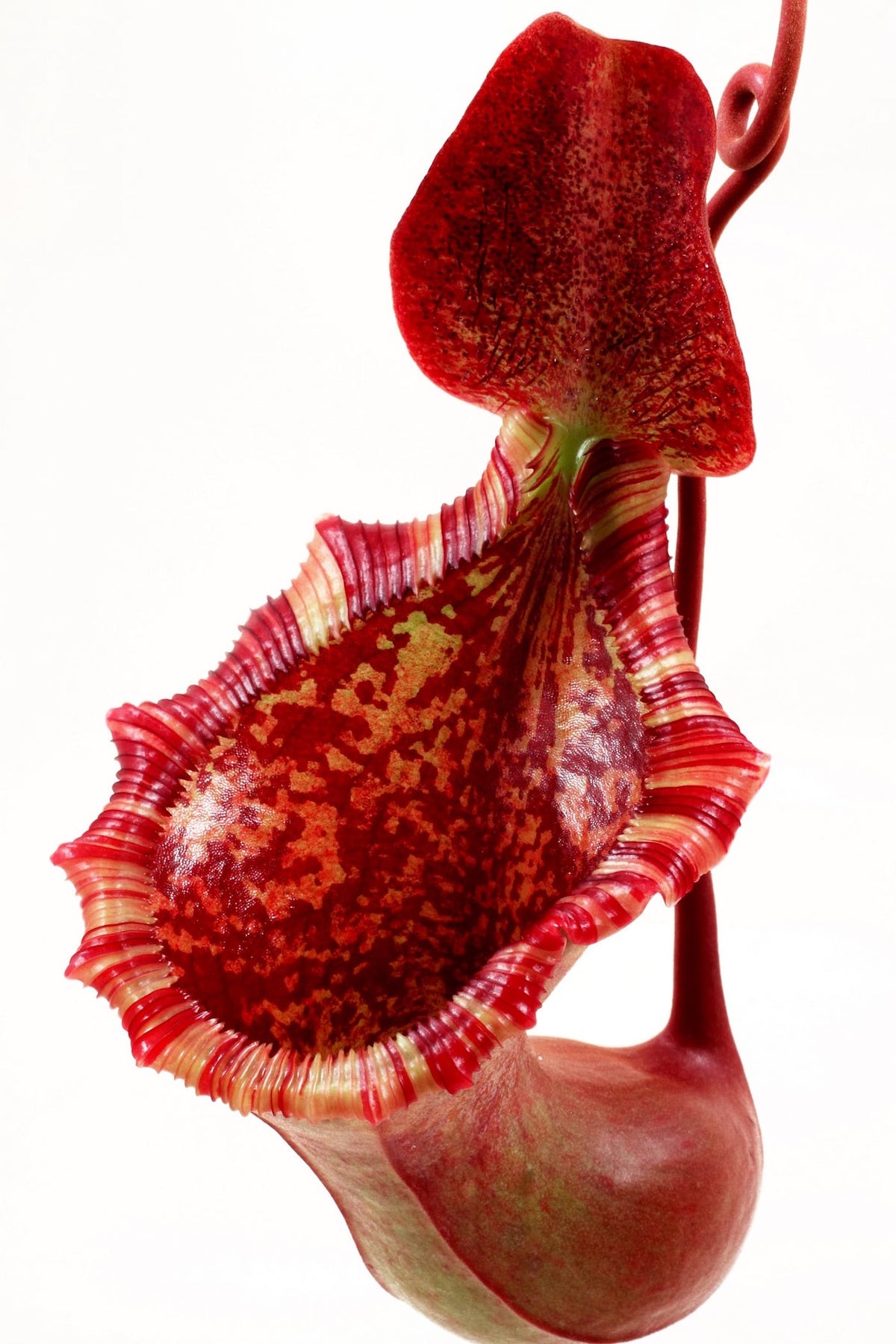 Nepenthes Briggsiana (N. ventricosa x lowii)