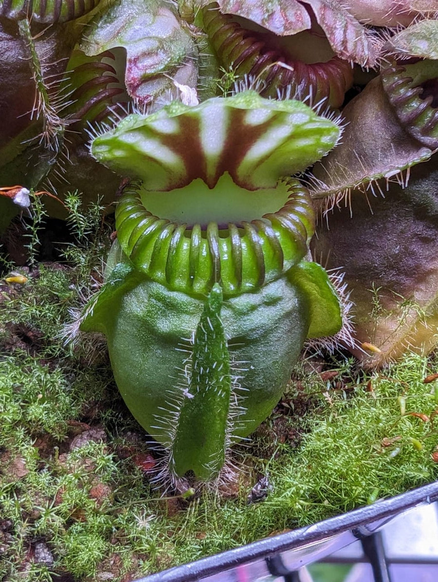 Teeth: A ring of inward-curving teeth lines the rim so prey can't climb back out.