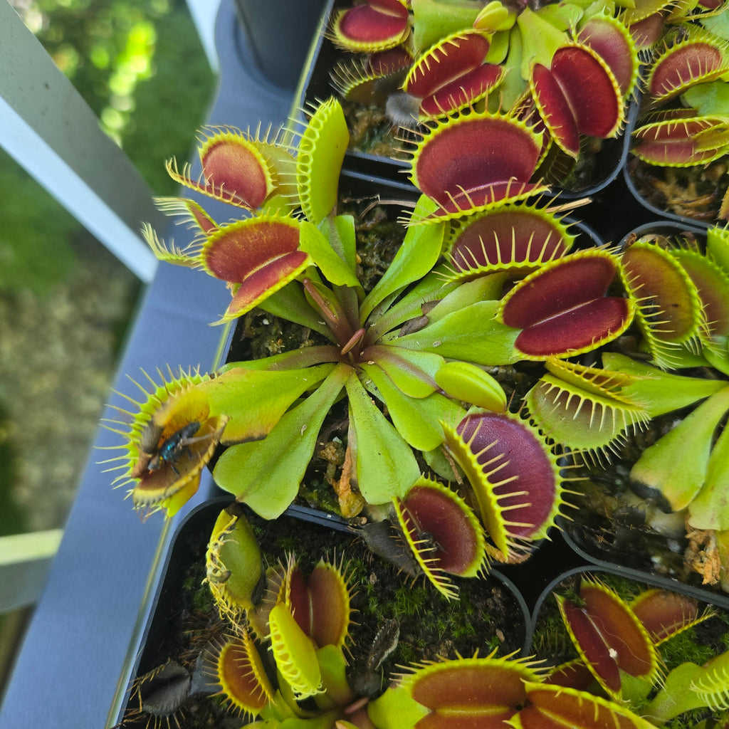 Dionaea muscipula 'Flexx' Venus flytraps in nursery pots, full rosettes of red-lined traps