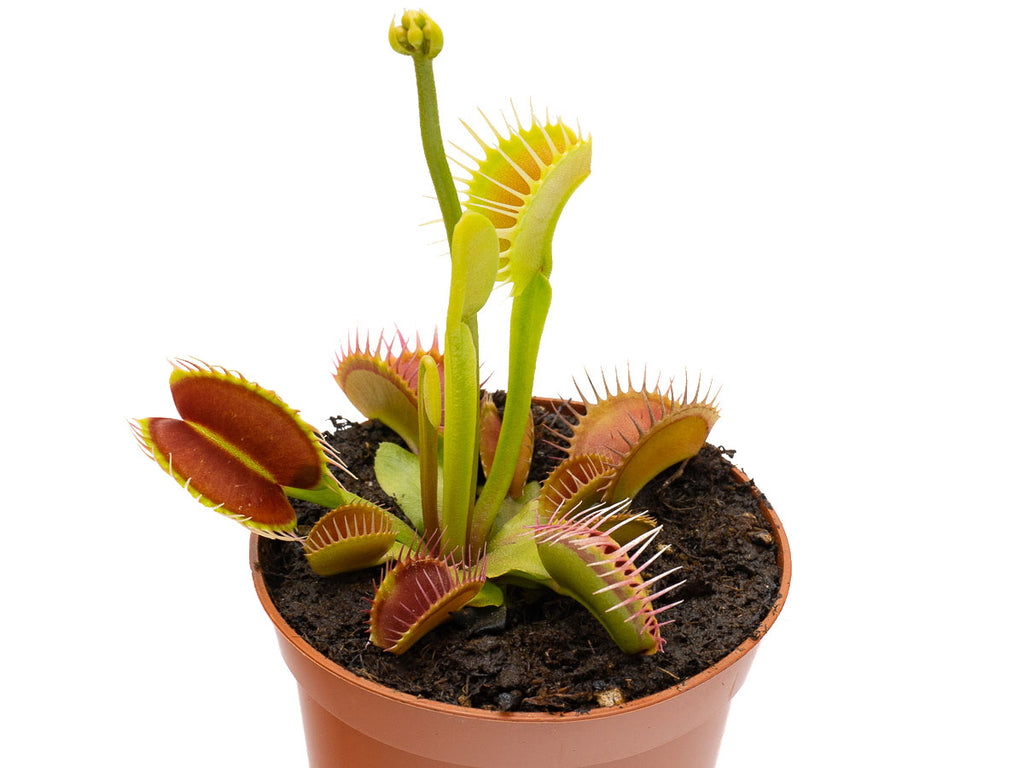 Dionaea muscipula 'Flexx' Venus flytrap in a terracotta-coloured pot on a white background