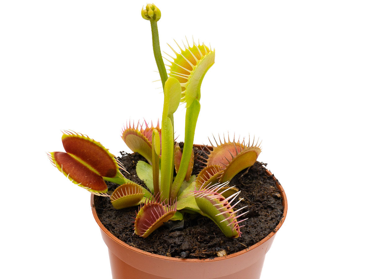 Dionaea muscipula 'Flexx' Venus flytrap in a terracotta-coloured pot on a white background