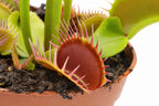 Close-up of a Dionaea muscipula 'Flexx' Venus flytrap trap with a deep red interior