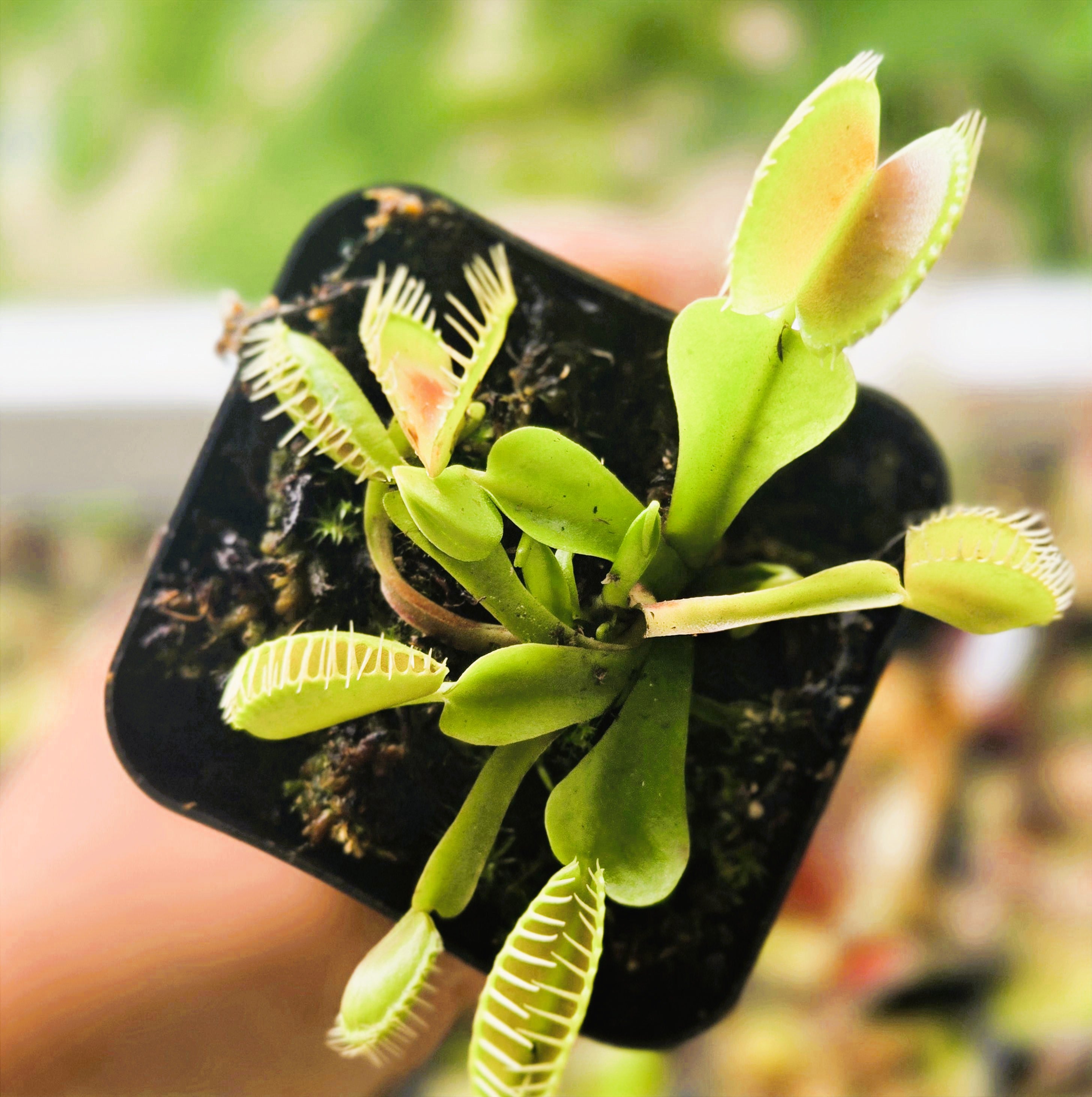 美しい】(長いまつ毛のトラップ) Dionaea muscipula GJ Phalanx