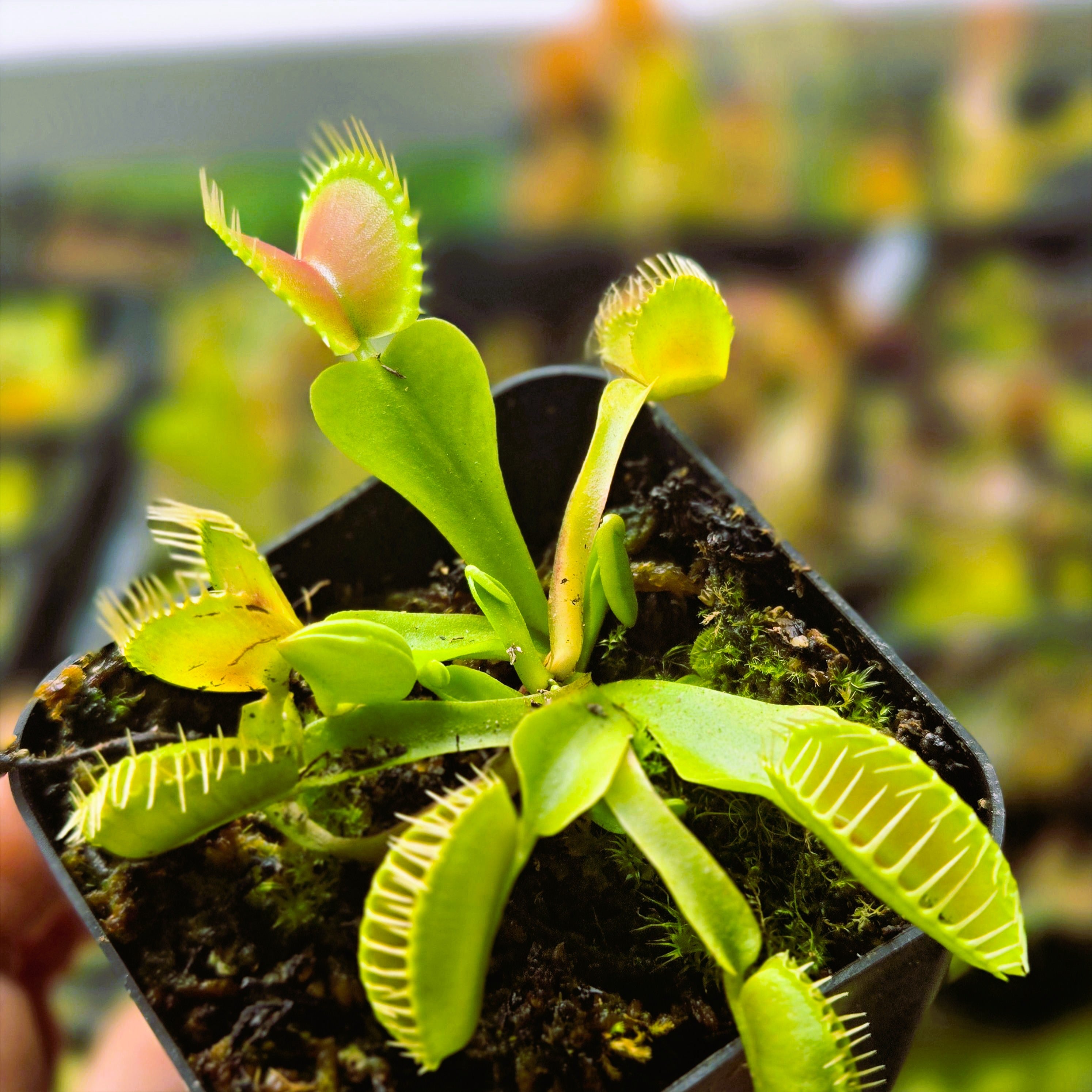 Venus Flytraps (Dionaea muscipula) – Canadian Carnivores
