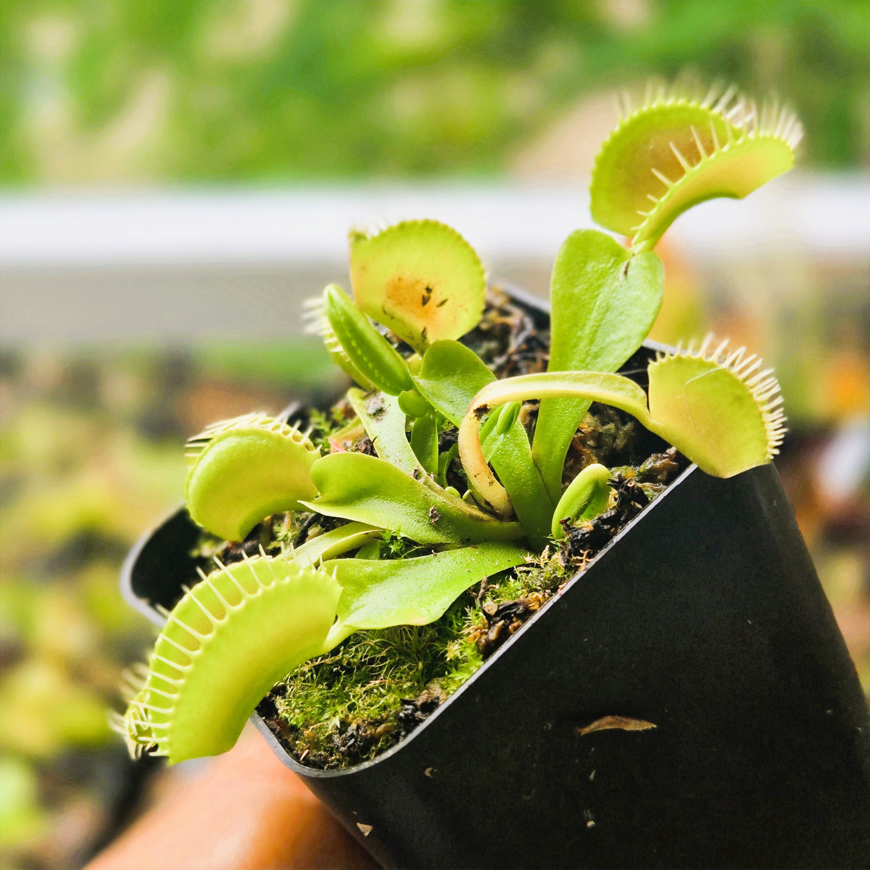 Venus Flytraps (Dionaea muscipula) – Canadian Carnivores