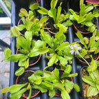 Dionaea muscipula 'Typical'