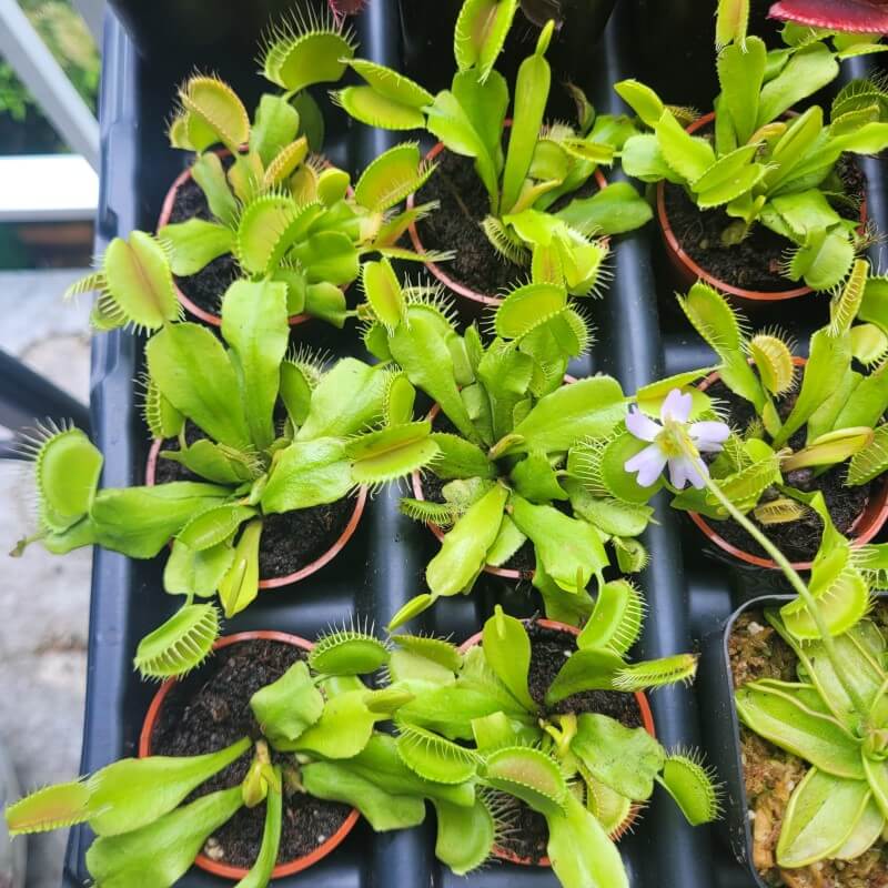 Dionaea muscipula 'Typical'