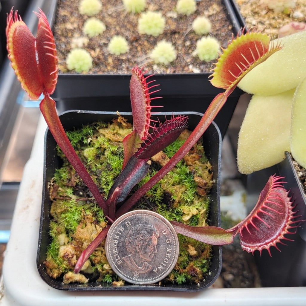 Dionaea muscipula 'Red Dragon' Venus flytrap in a pot with a coin for scale