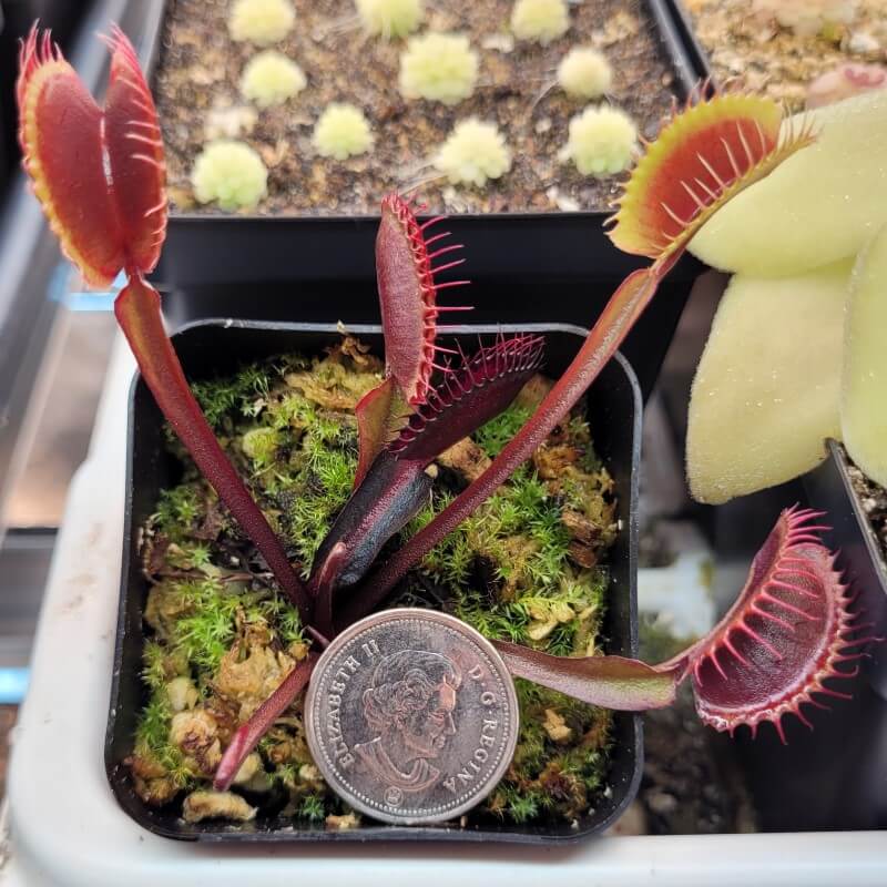 Dionaea muscipula 'Red Dragon'