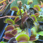 Dionaea muscipula 'Red Dragon' Venus flytrap with maroon traps and a flower stalk