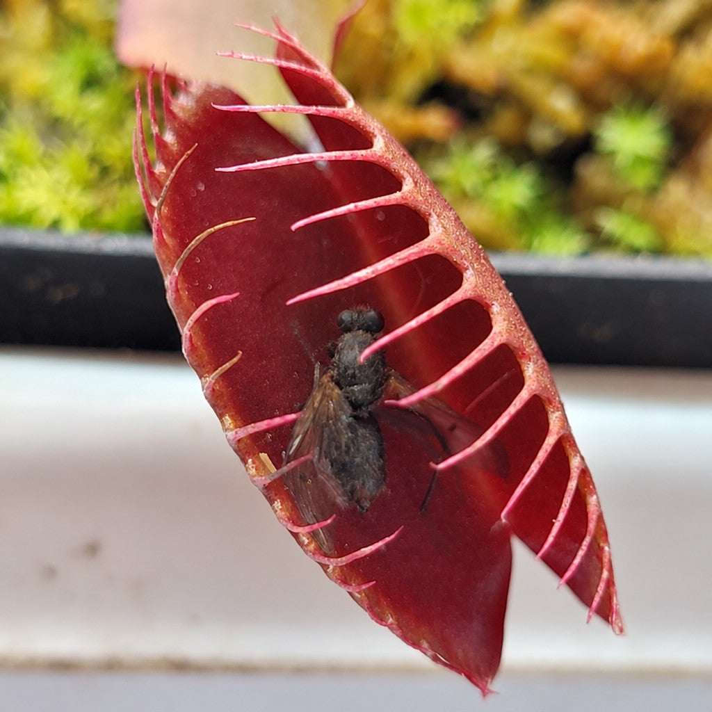 Fly caught in the red trap of a Dionaea muscipula 'Red Dragon' Venus flytrap