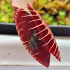 Fly caught in the red trap of a Dionaea muscipula 'Red Dragon' Venus flytrap