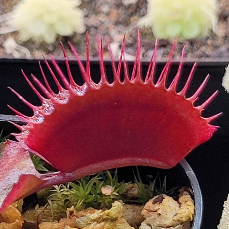 Close-up of a deep red Dionaea muscipula 'Red Dragon' Venus flytrap trap with long teeth