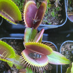 Dionaea muscipula 'Red Dragon' Venus flytrap traps with a fly caught inside