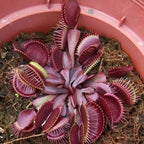 All-red Dionaea muscipula 'Red Dragon' Venus flytrap rosette in a pot